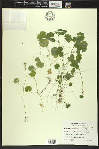 Hydrocotyle americana image