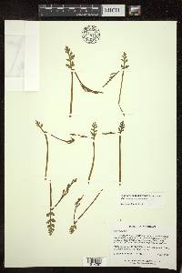 Botrychium matricariifolium image