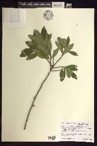 Myrica pensylvanica image