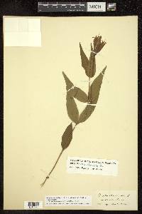 Spigelia marilandica image