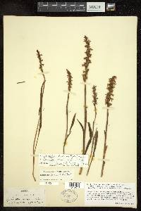 Spiranthes ochroleuca image