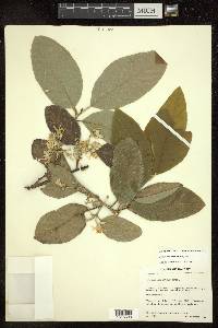 Styrax radians image