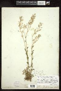 Draba arabisans image