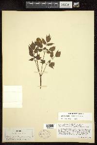 Actaea rubra image