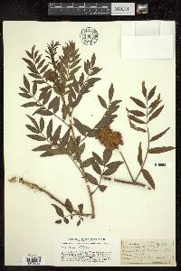 Glycyrrhiza lepidota image