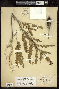 Astragalus canadensis image