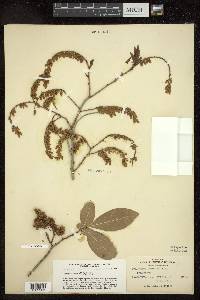 Leucothoe recurva image