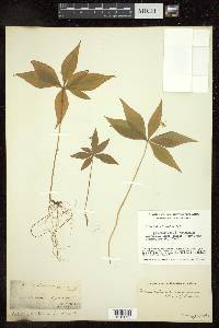 Trientalis borealis image