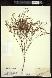 Limonium carolinianum image