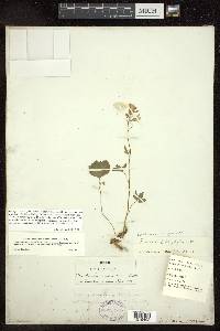 Cardamine angustata image