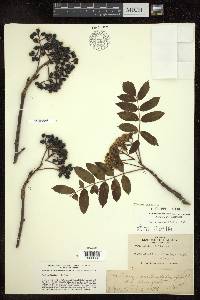 Sorbus decora image