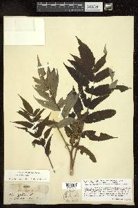 Rhus typhina image