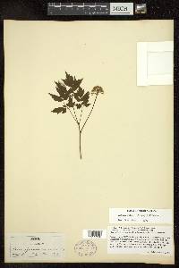 Actaea rubra image