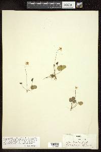 Coptis trifolia image