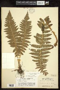 Polystichum braunii image