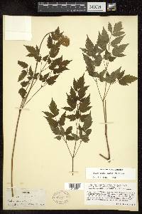 Actaea rubra image