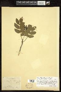 Zanthoxylum americanum image