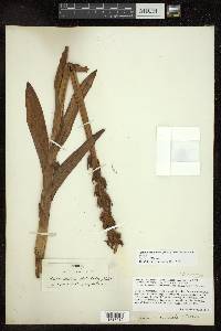 Platanthera dilatata var. dilatata image