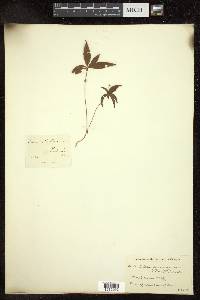 Trientalis americana image