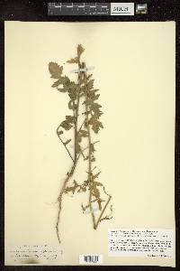 Sisymbrium officinale image