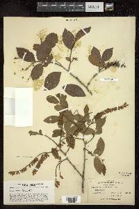 Leucothoe racemosa image