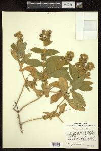 Buddleja chapalana image