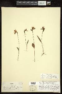 Pogonia ophioglossoides image