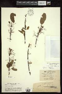 Prunus pensylvanica image