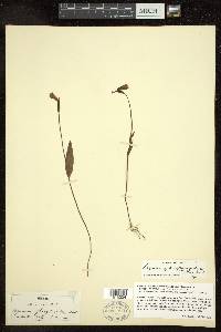 Pogonia ophioglossoides image