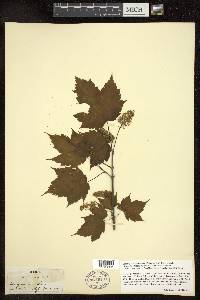 Acer spicatum image