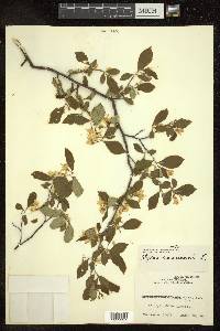 Styrax americanus image