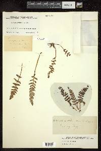 Woodsia ilvensis image