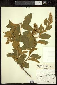 Buddleja parviflora image