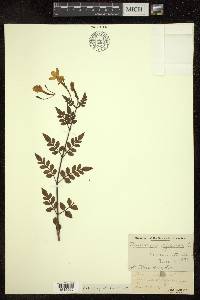 Jasminum officinale image