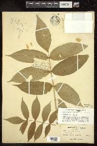 Fraxinus nigra image