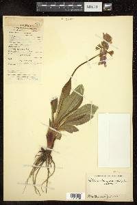 Primula macrophylla image