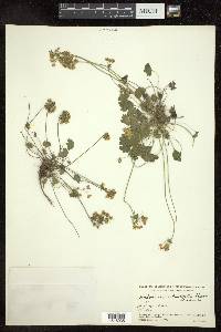 Androsace rotundifolia image