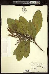 Symplocos cochinchinensis subsp. cochinchinensis image