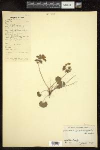 Androsace rotundifolia image