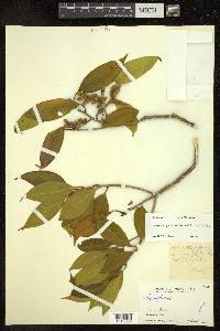 Symplocos pyrifolia image