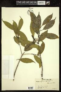 Symplocos pyrifolia image