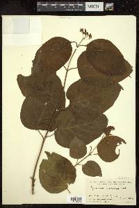 Jasminum arborescens image