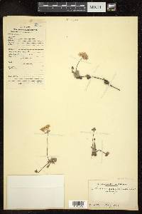 Androsace primuloides image