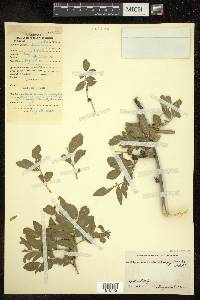 Fraxinus xanthoxyloides image