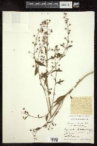 Lysimachia lobelioides image