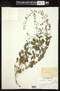 Lysimachia lobelioides image