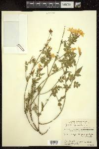 Jasminum grandiflorum image