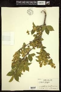 Symplocos paniculata image