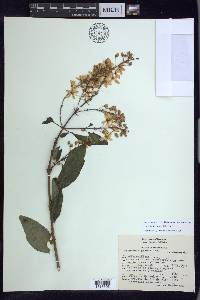 Galphimia paniculata image