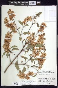 Galphimia paniculata image